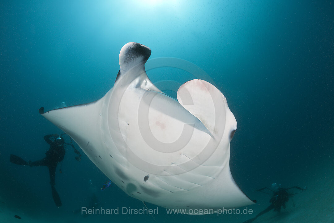 Manta, Manta birostris, Hanifaru Bucht, Baa Atoll, Malediven