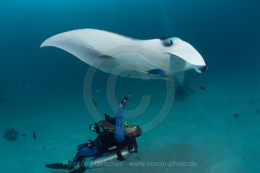 Manta und Taucher, Manta birostris, Hanifaru Bucht, Baa Atoll, Malediven