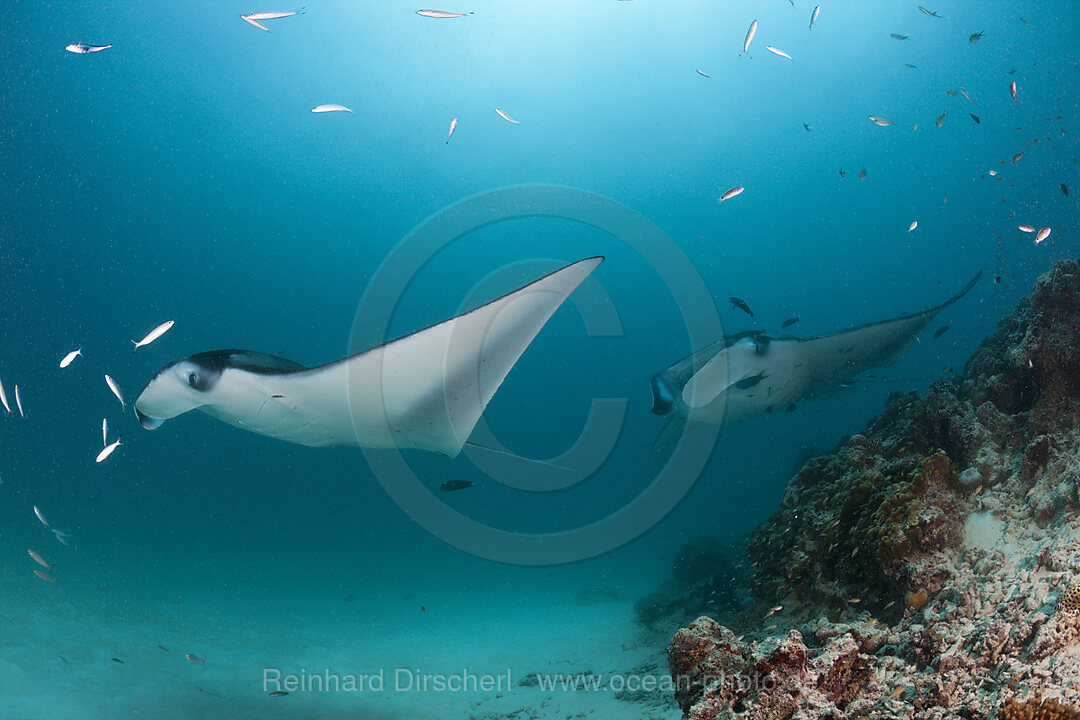 Zwei Mantas, Manta birostris, Hanifaru Bucht, Baa Atoll, Malediven