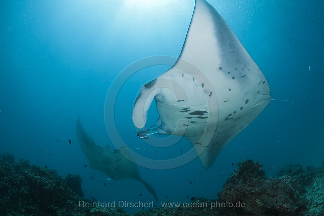 Zwei Mantas, Manta birostris, Hanifaru Bucht, Baa Atoll, Malediven