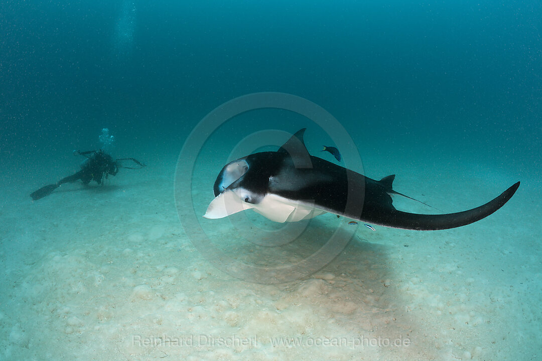 Manta und Unterwasserfotograf, Manta birostris, Hanifaru Bucht, Baa Atoll, Malediven