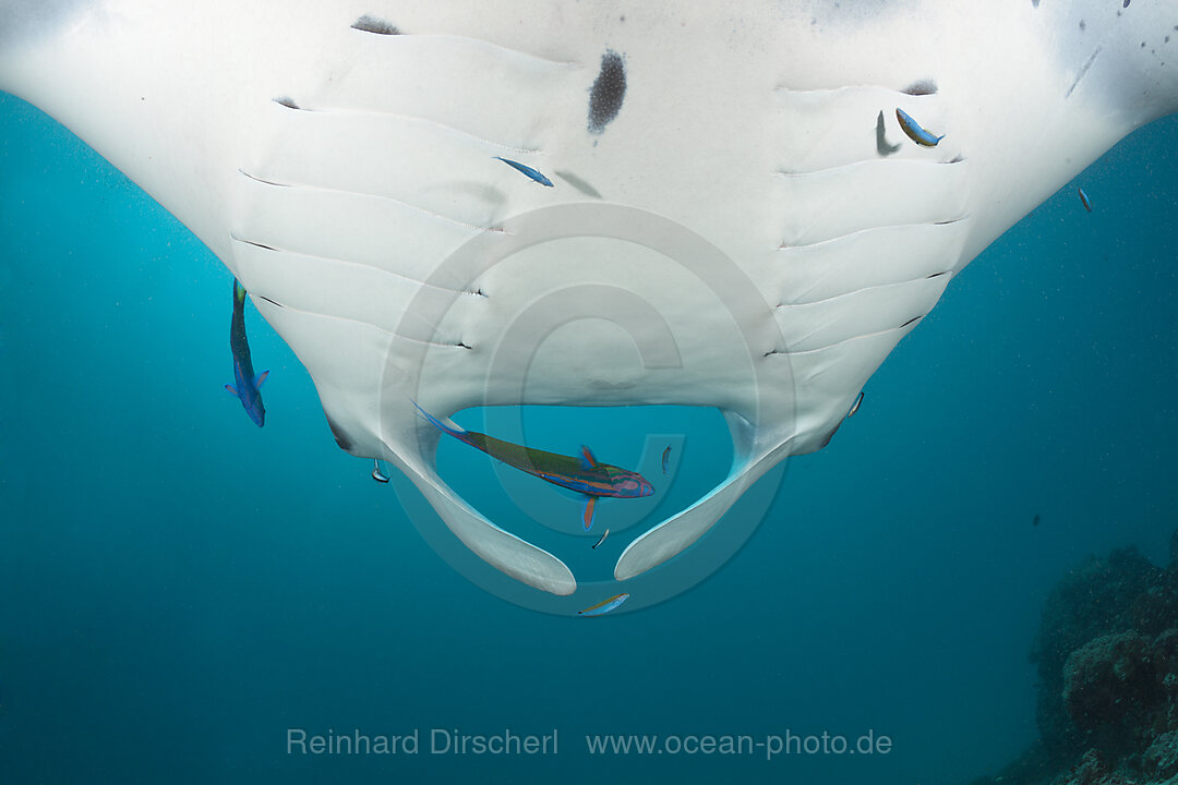 Manta an Putzerstation, Manta birostris, Hanifaru Bucht, Baa Atoll, Malediven