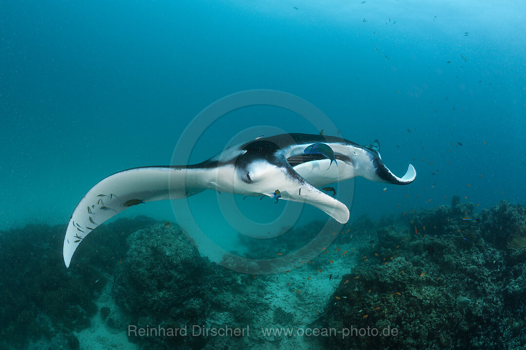 Manta an Putzerstation, Manta birostris, Hanifaru Bucht, Baa Atoll, Malediven