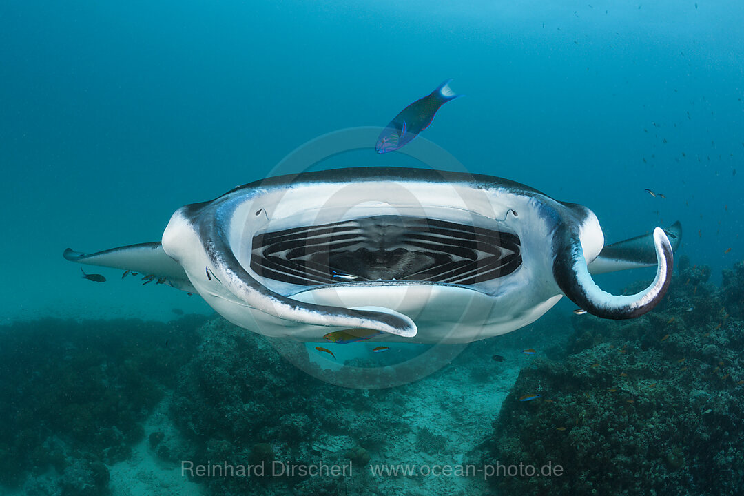 Manta an Putzerstation, Manta birostris, Hanifaru Bucht, Baa Atoll, Malediven