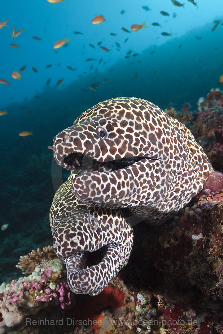 Zwei Grosse Netzmuraenen, Gymnothorax favagineus, Nord-Male Atoll, Indischer Ozean, Malediven