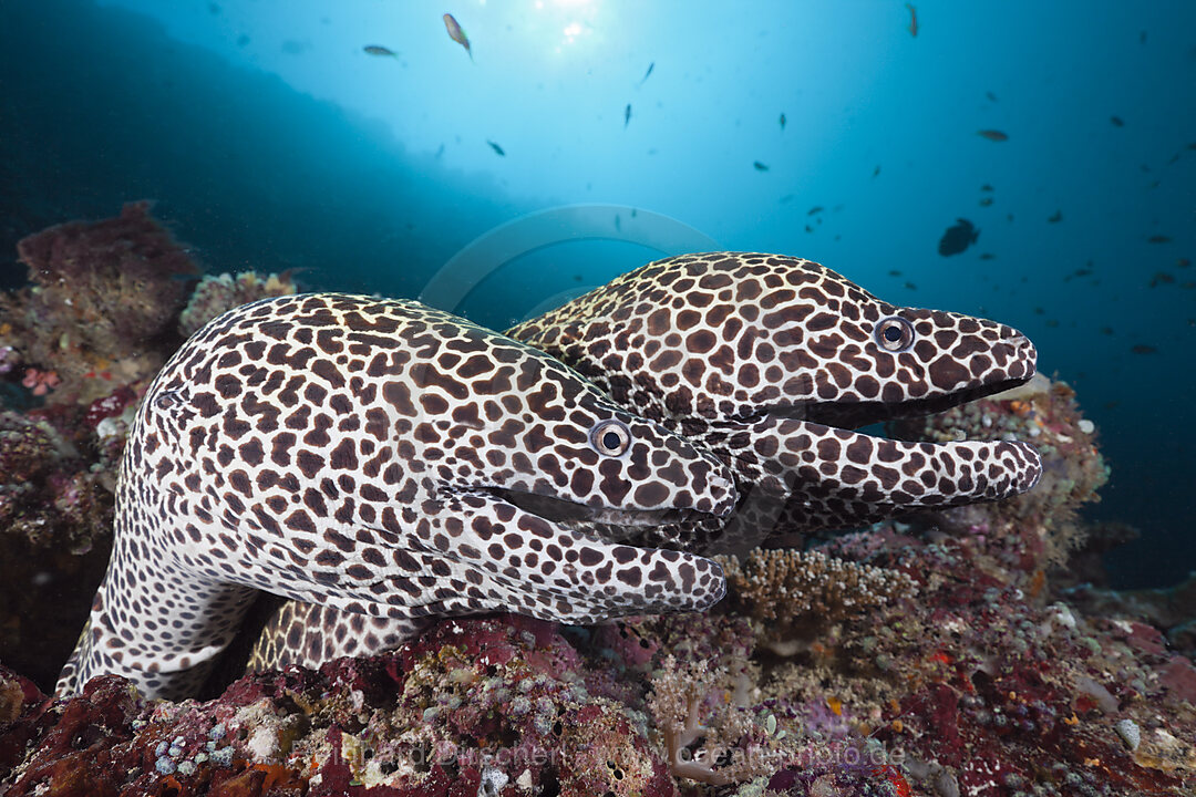 Zwei Grosse Netzmuraenen, Gymnothorax favagineus, Nord-Male Atoll, Indischer Ozean, Malediven