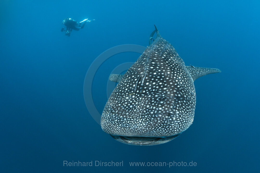 Walhai, Rhincodon typus, Nord-Male Atoll, Indischer Ozean, Malediven