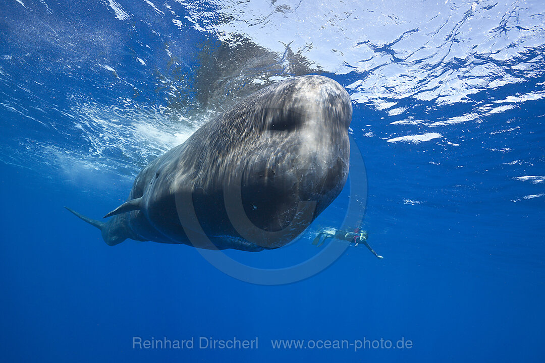 Pottwal, Physeter macrocephalus, Karibik, Dominica