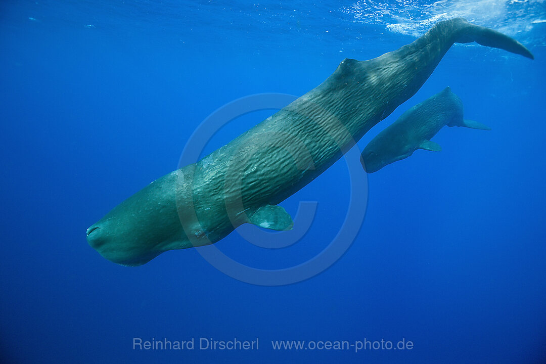 Pottwal Mutter mit Kalb, Physeter macrocephalus, Karibik, Dominica