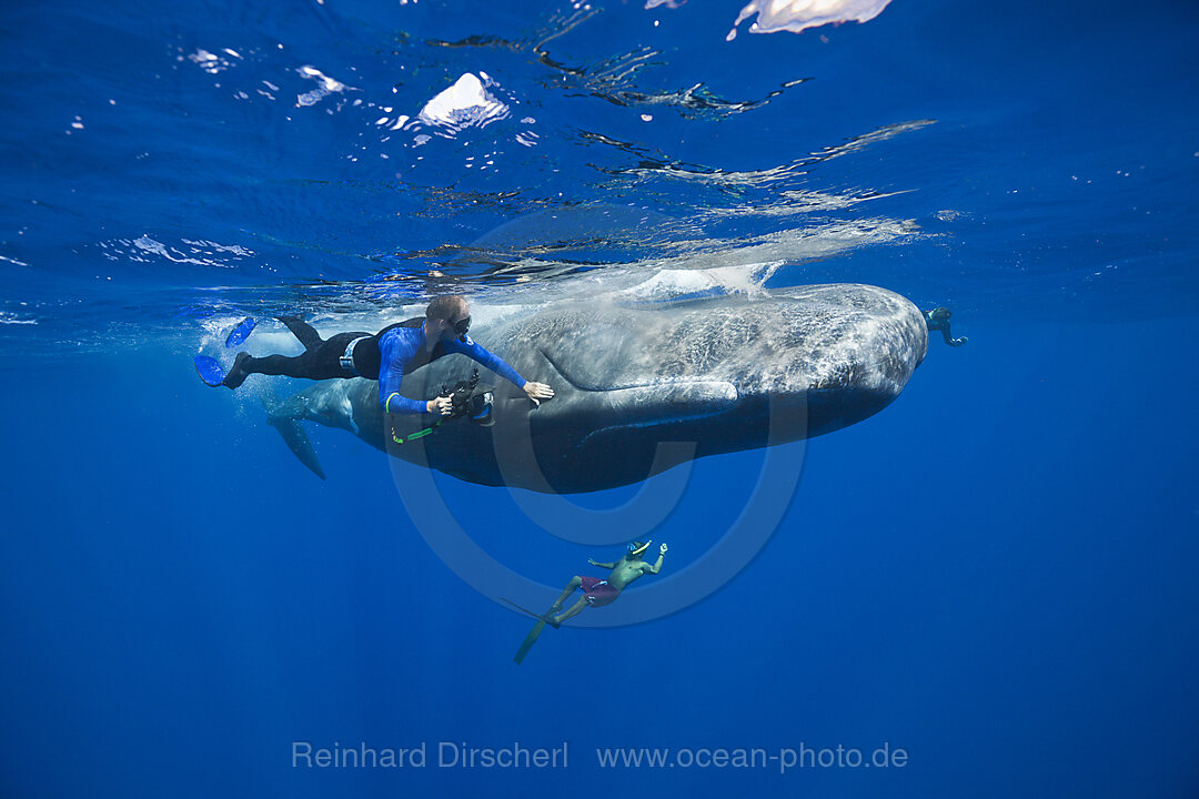 Schnorchler streichelt Pottwal, Physeter macrocephalus, Karibik, Dominica