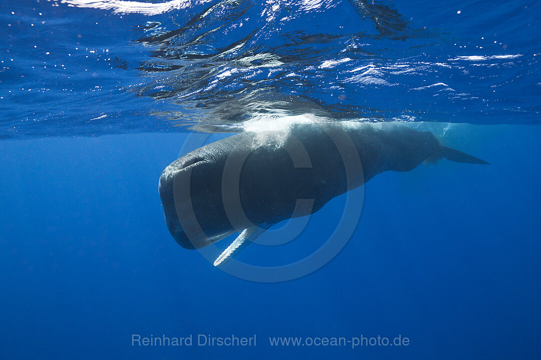 Sperm Whale