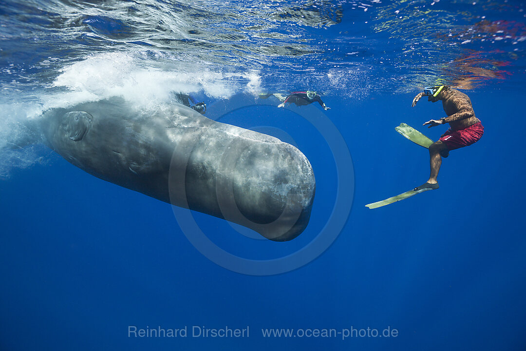 Pottwal und Schnorchler, Physeter macrocephalus, Karibik, Dominica