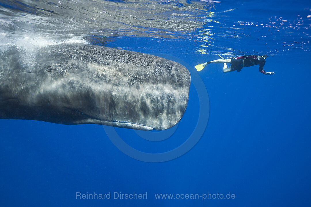 Pottwal und Schnorchler, Physeter macrocephalus, Karibik, Dominica