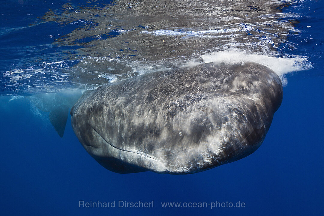 Pottwal, Physeter macrocephalus, Karibik, Dominica