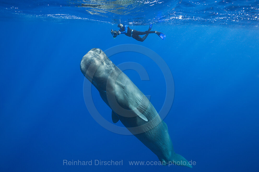 Pottwal und Schnorchler, Physeter macrocephalus, Karibik, Dominica