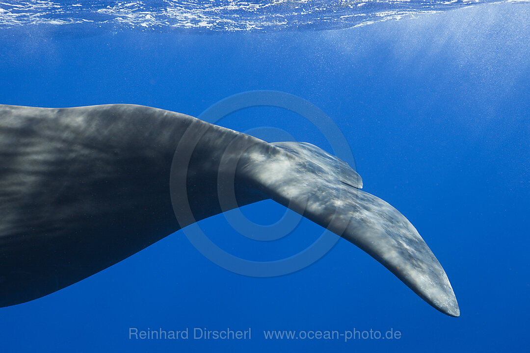 Pottwal Fluke, Physeter macrocephalus, Karibik, Dominica