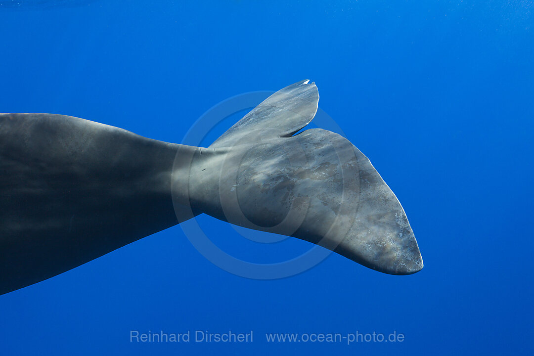 Pottwal Fluke, Physeter macrocephalus, Karibik, Dominica