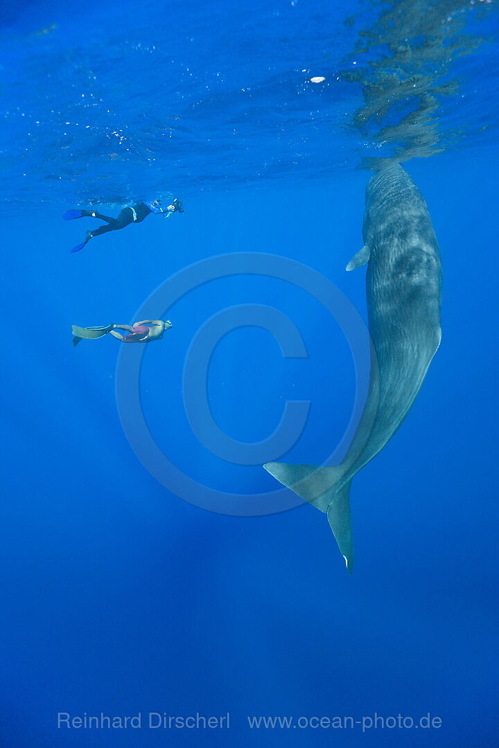 Pottwal und Schnorchler, Physeter macrocephalus, Karibik, Dominica