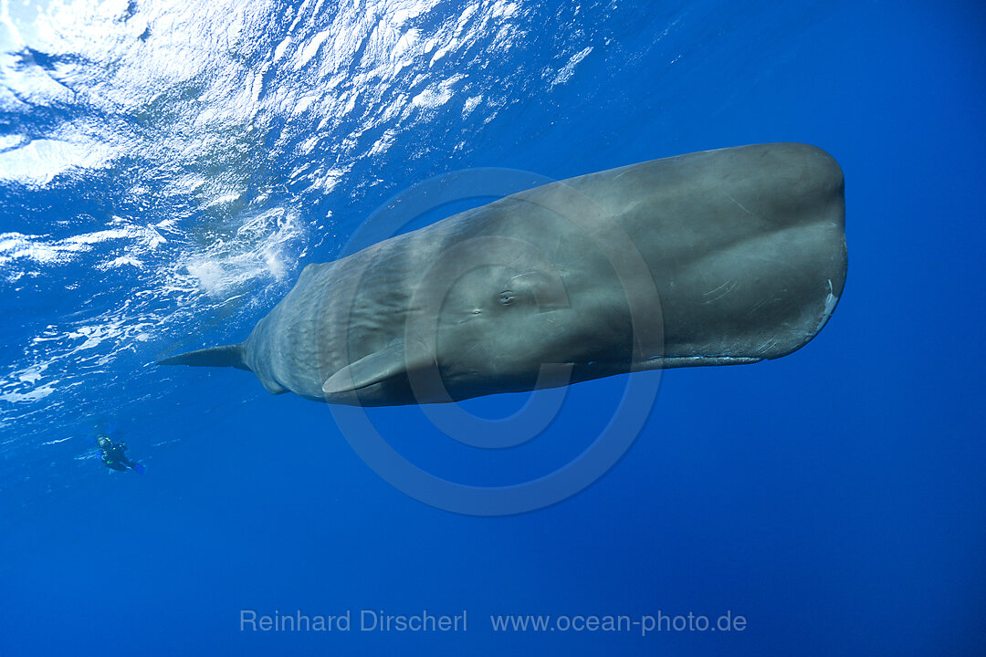 Pottwal, Physeter macrocephalus, Karibik, Dominica