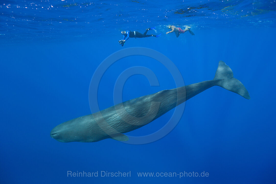 Pottwal und Schnorchler, Physeter macrocephalus, Karibik, Dominica