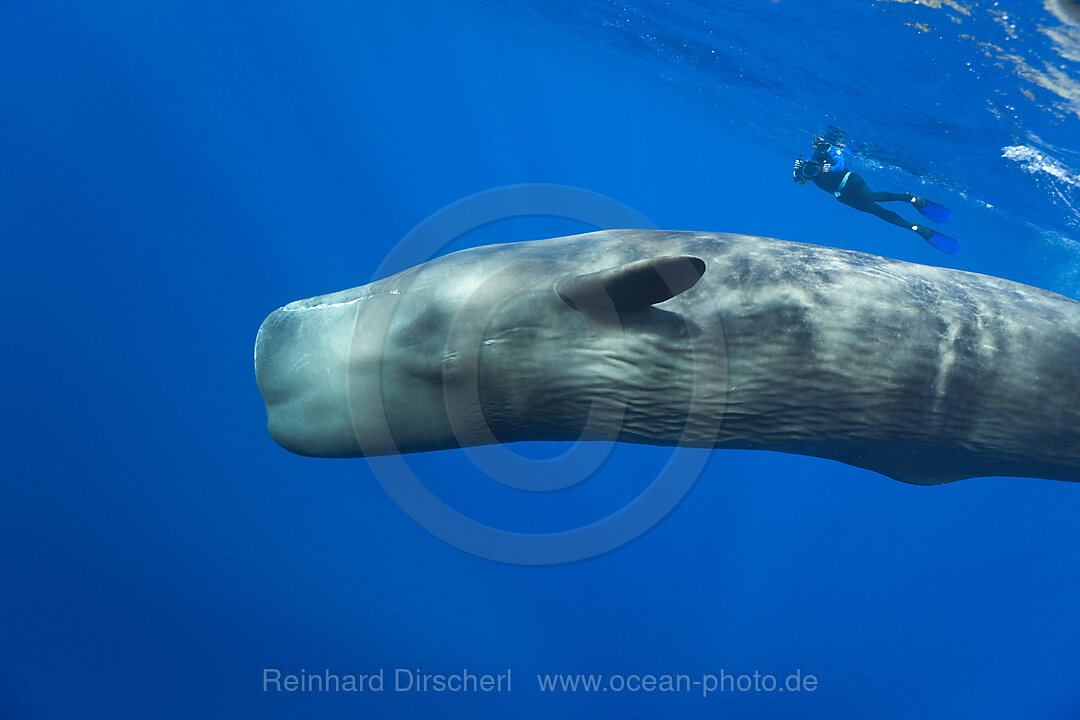 Pottwal und Schnorchler, Physeter macrocephalus, Karibik, Dominica