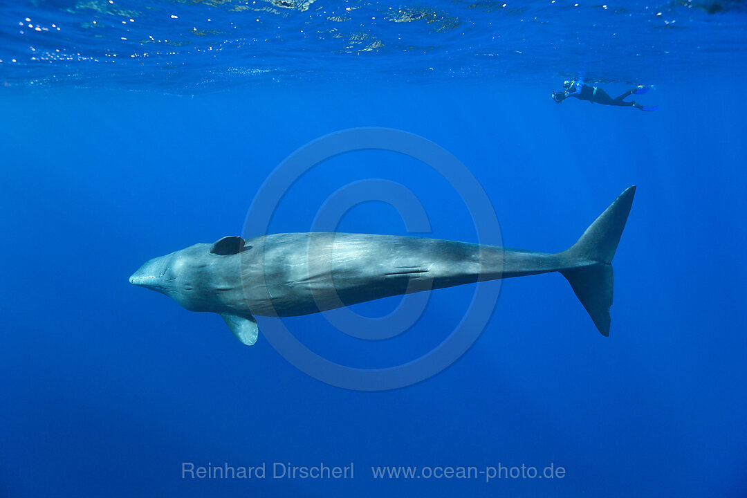 Pottwal und Schnorchler, Physeter macrocephalus, Karibik, Dominica