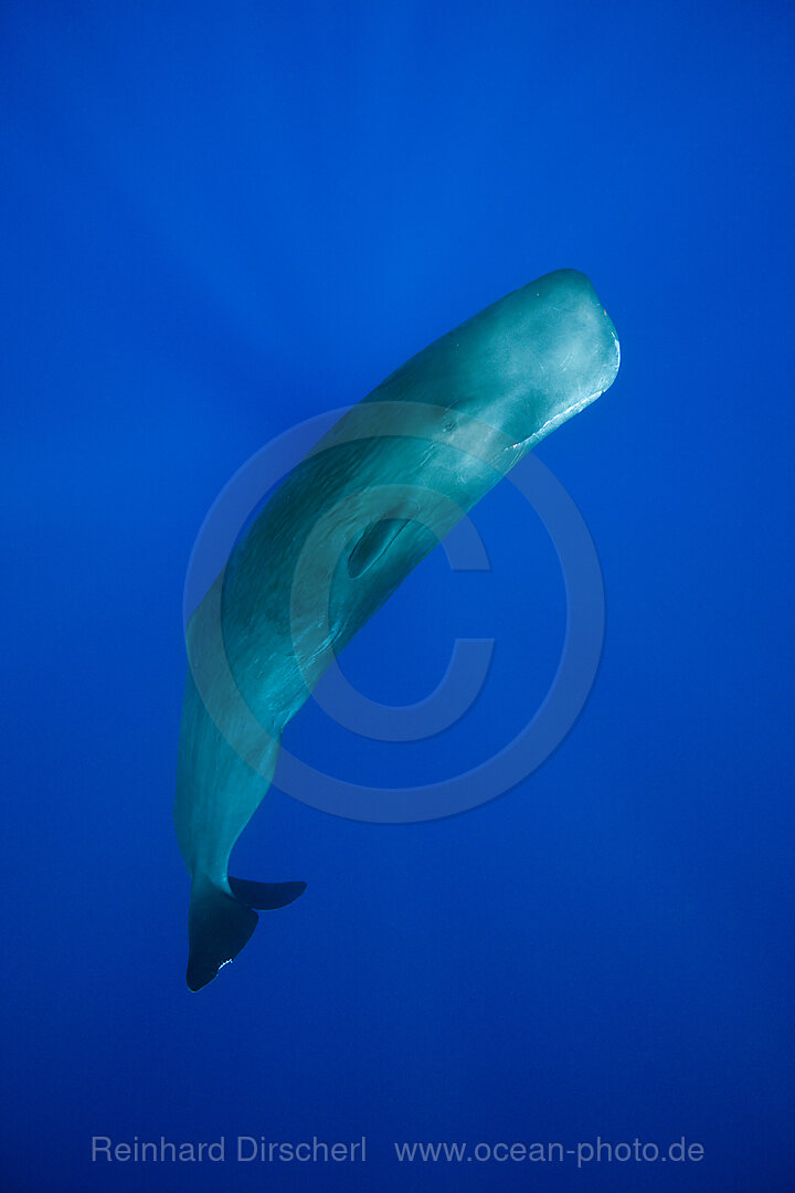 Sperm Whale