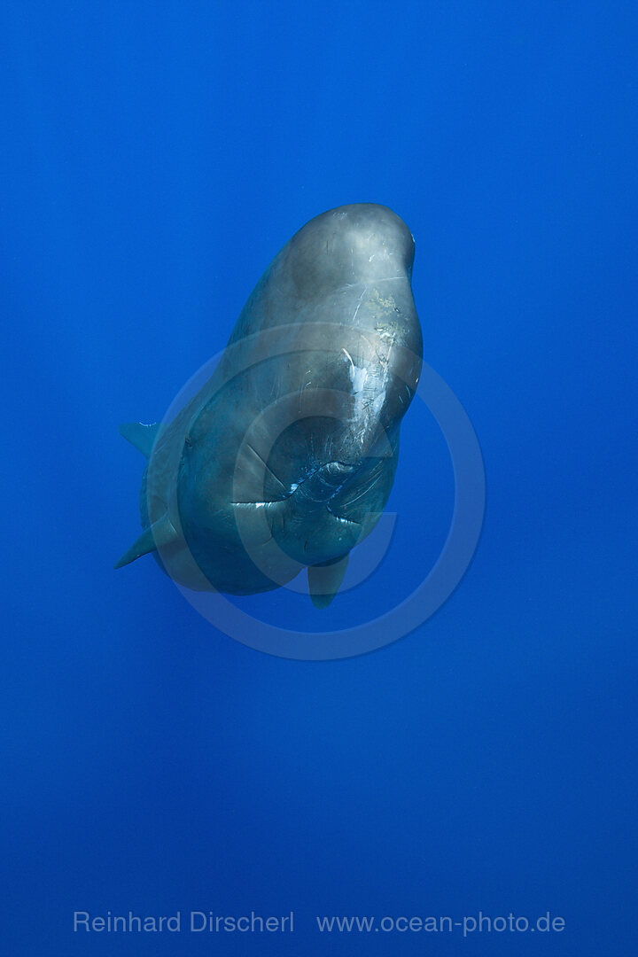 Pottwal, Physeter macrocephalus, Karibik, Dominica