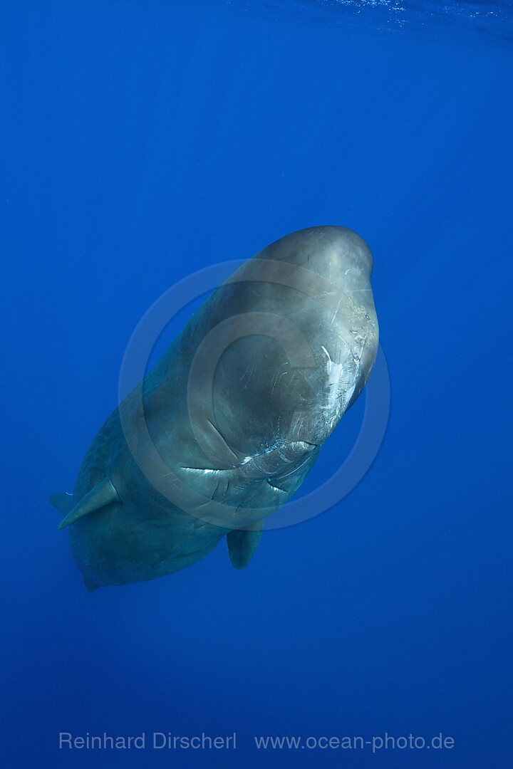 Sperm Whale