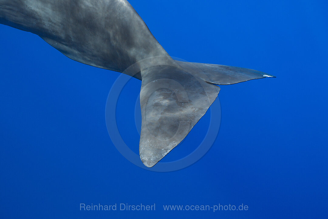 Pottwal, Physeter macrocephalus, Karibik, Dominica