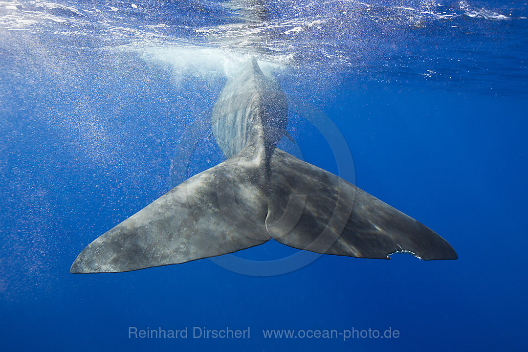 Pottwal Fluke, Physeter macrocephalus, Karibik, Dominica