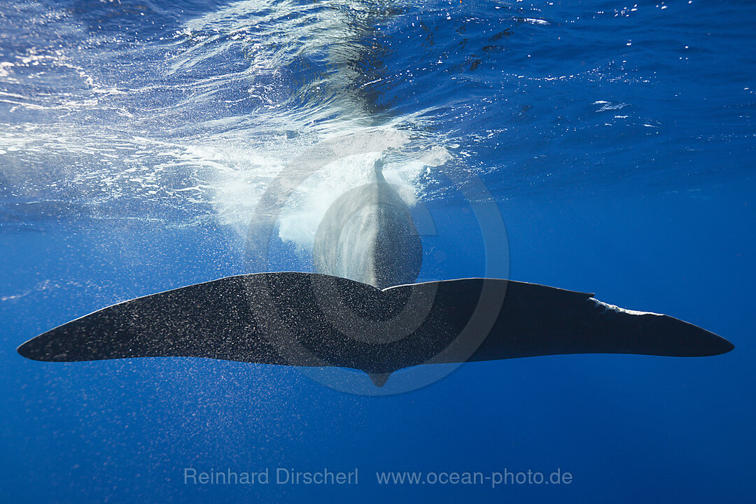 Pottwal Fluke, Physeter macrocephalus, Karibik, Dominica