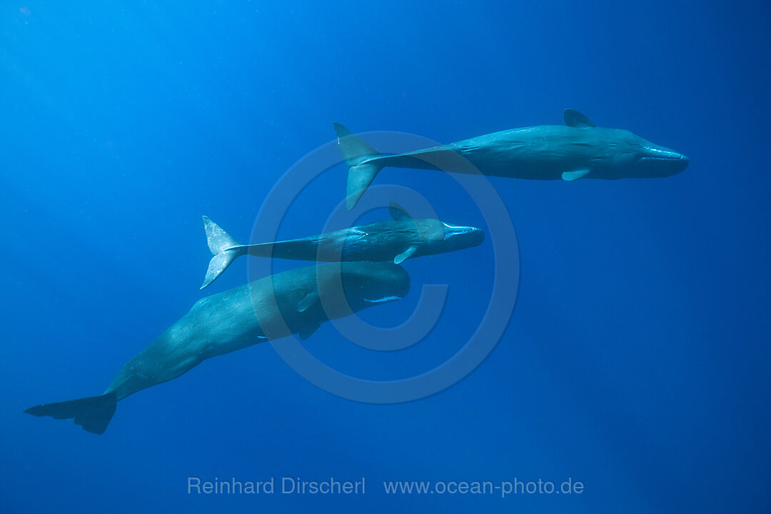 Sozialisierende Gruppe Pottwale, Physeter macrocephalus, Karibik, Dominica