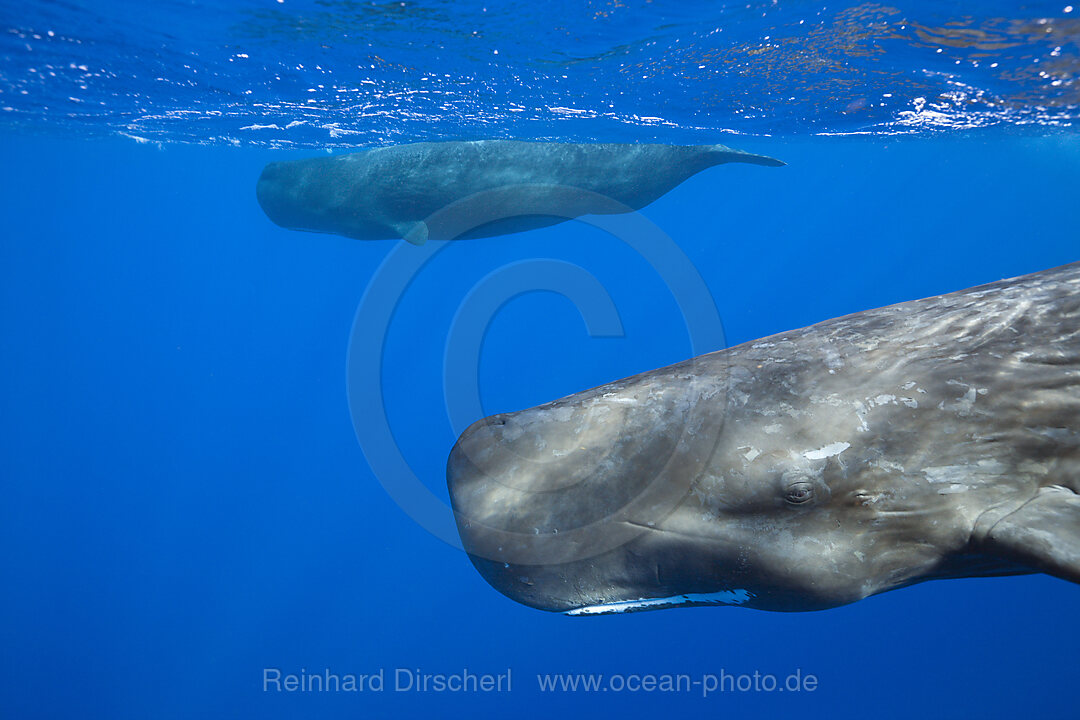 Pottwal, Physeter macrocephalus, Karibik, Dominica