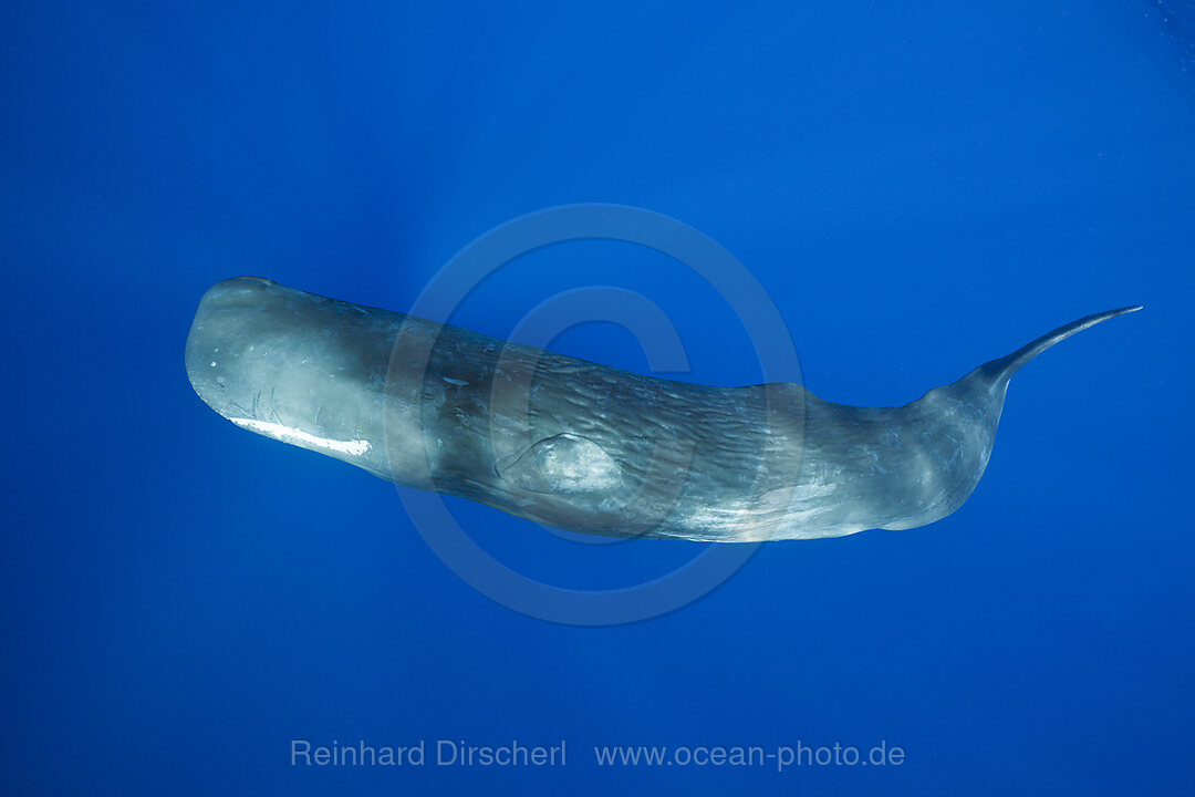 Pottwal, Physeter macrocephalus, Karibik, Dominica