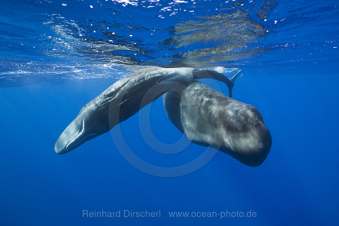 Sozialisierende Pottwale, Physeter macrocephalus, Karibik, Dominica