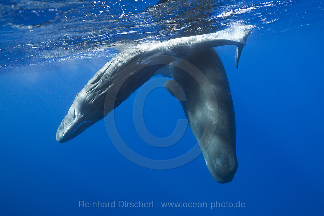 Sozialisierende Pottwale, Physeter macrocephalus, Karibik, Dominica