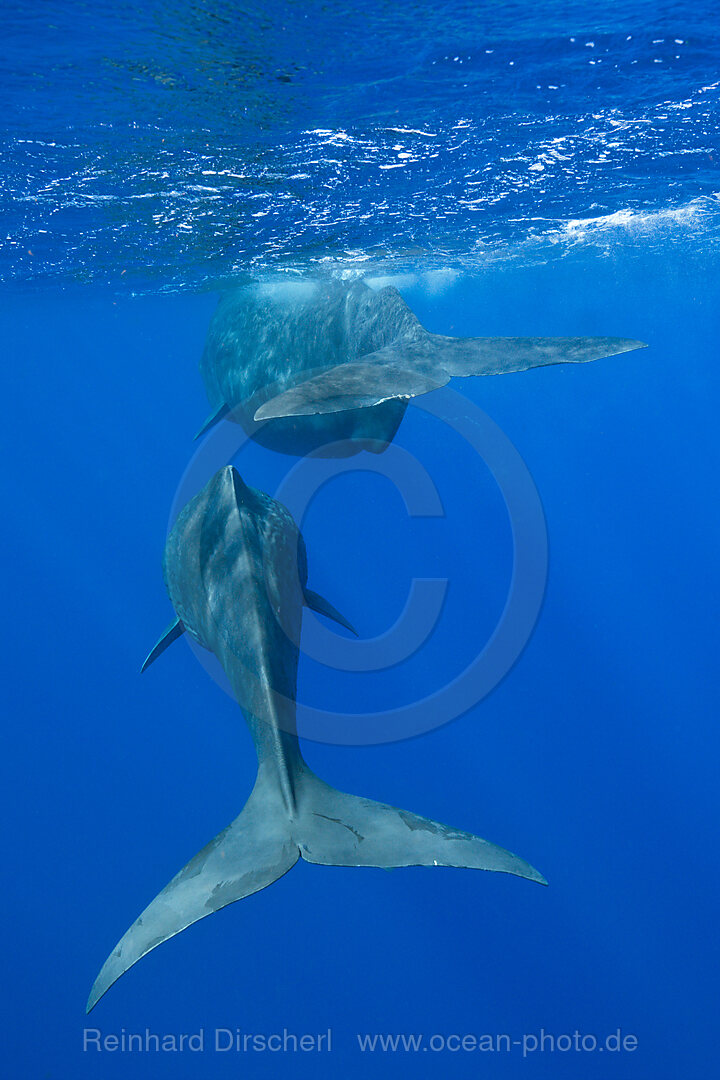 Sozialisierende Pottwale, Physeter macrocephalus, Karibik, Dominica