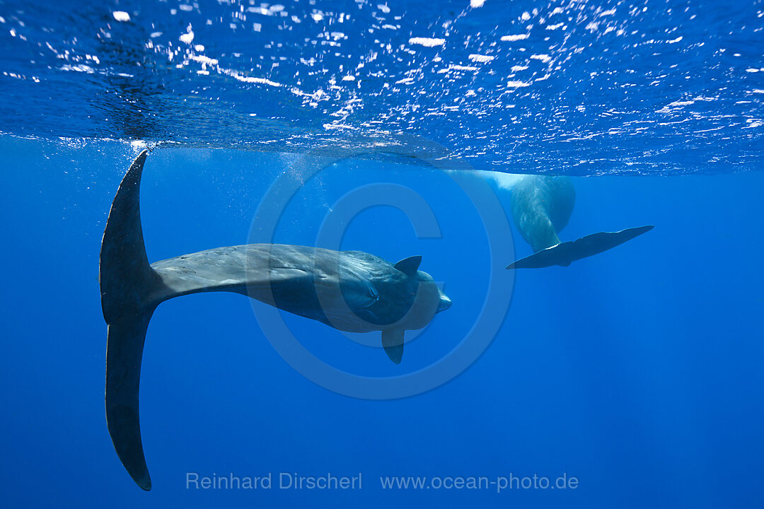 Pottwal, Physeter macrocephalus, Karibik, Dominica