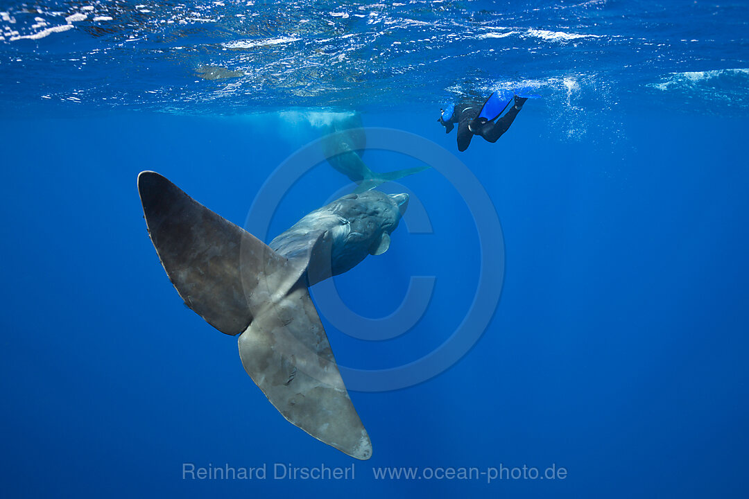 Pottwal und Schnorchler, Physeter macrocephalus, Karibik, Dominica