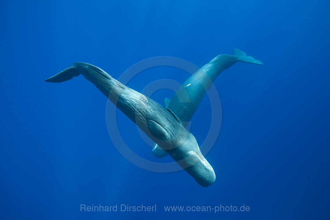 Pottwal, Physeter macrocephalus, Karibik, Dominica