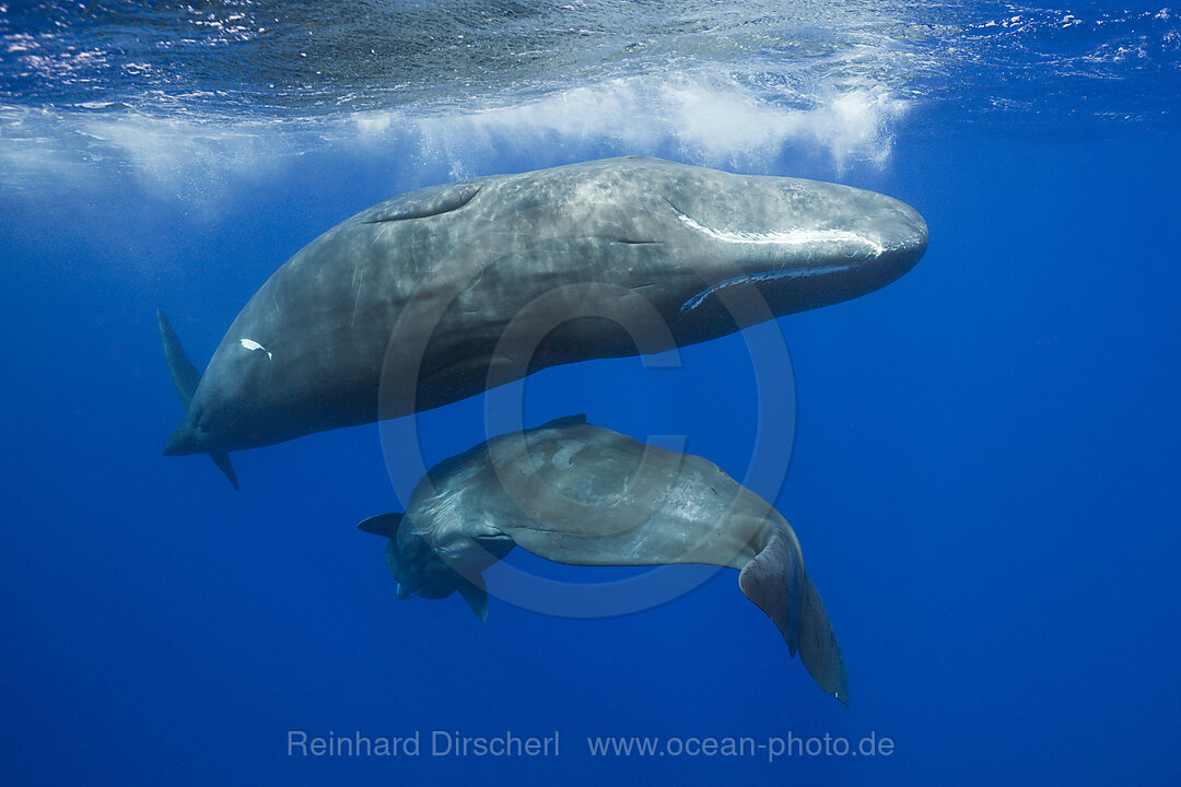 Sozialisierende Pottwale, Physeter macrocephalus, Karibik, Dominica