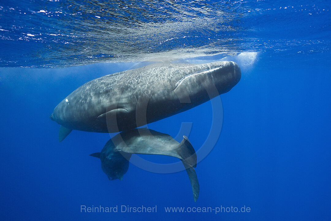 Sozialisierende Pottwale, Physeter macrocephalus, Karibik, Dominica