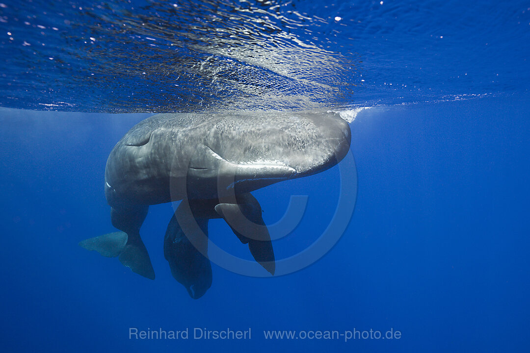 Sozialisierende Pottwale, Physeter macrocephalus, Karibik, Dominica