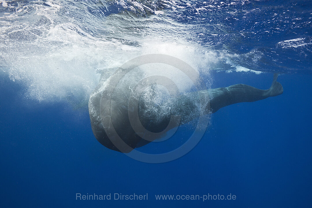 Rivalisierende Pottwale, Kampf, Physeter macrocephalus, Karibik, Dominica