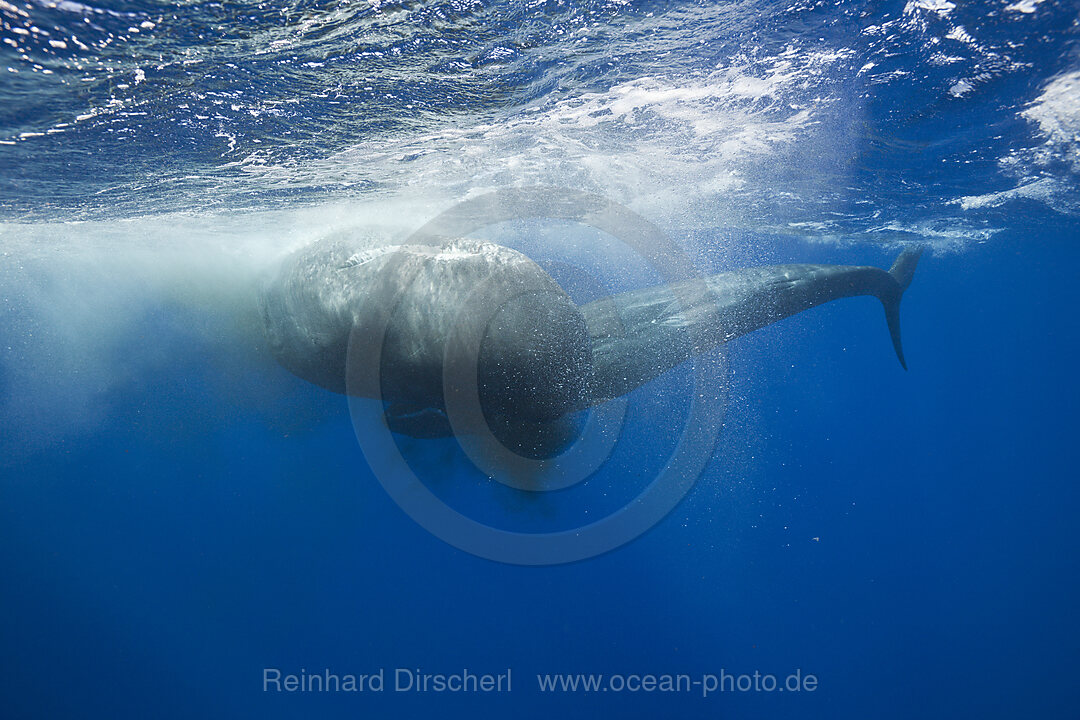 Rivalisierende Pottwale, Kampf, Physeter macrocephalus, Karibik, Dominica