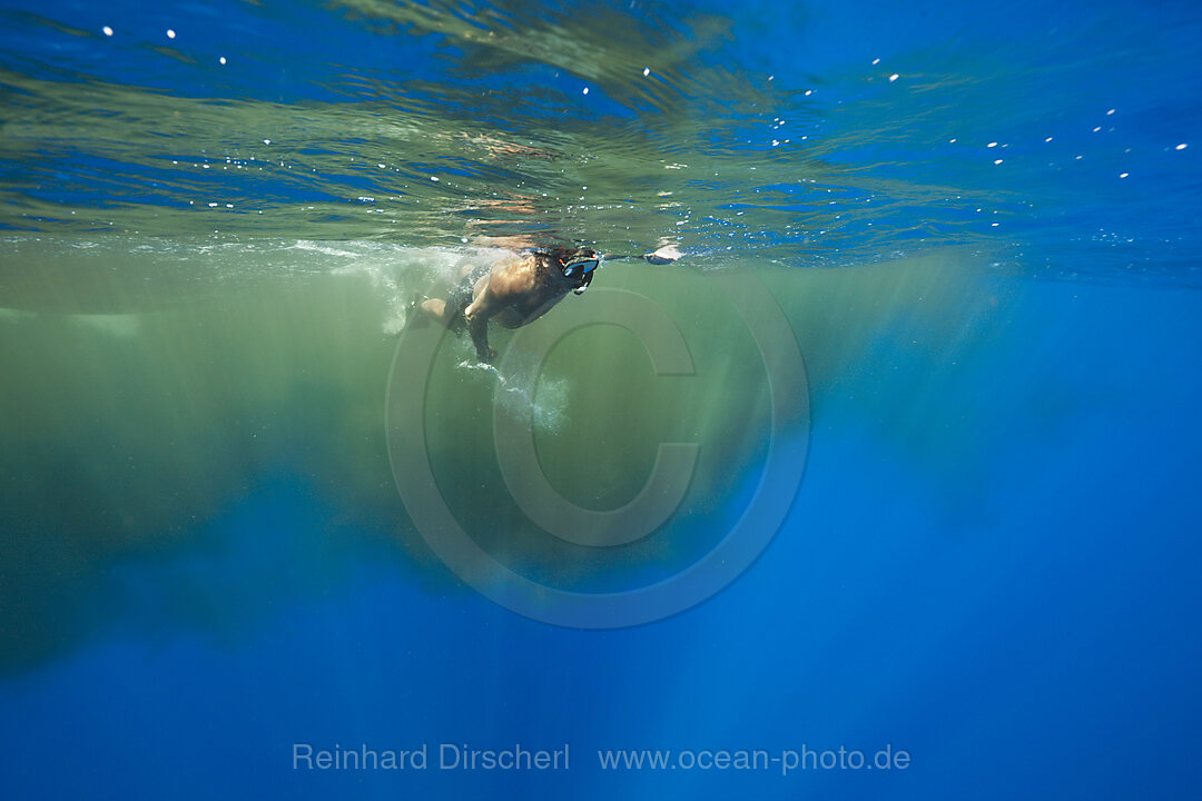 Schnorchler schwimmen in Ausscheidungen von Pottwal