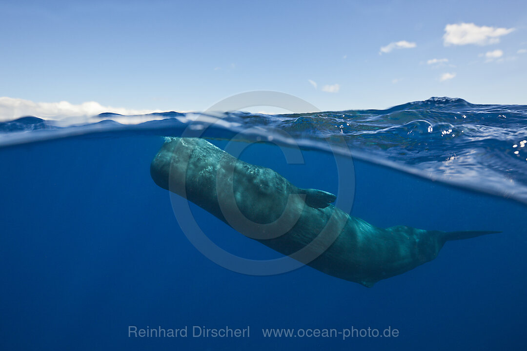 Sperm Whale