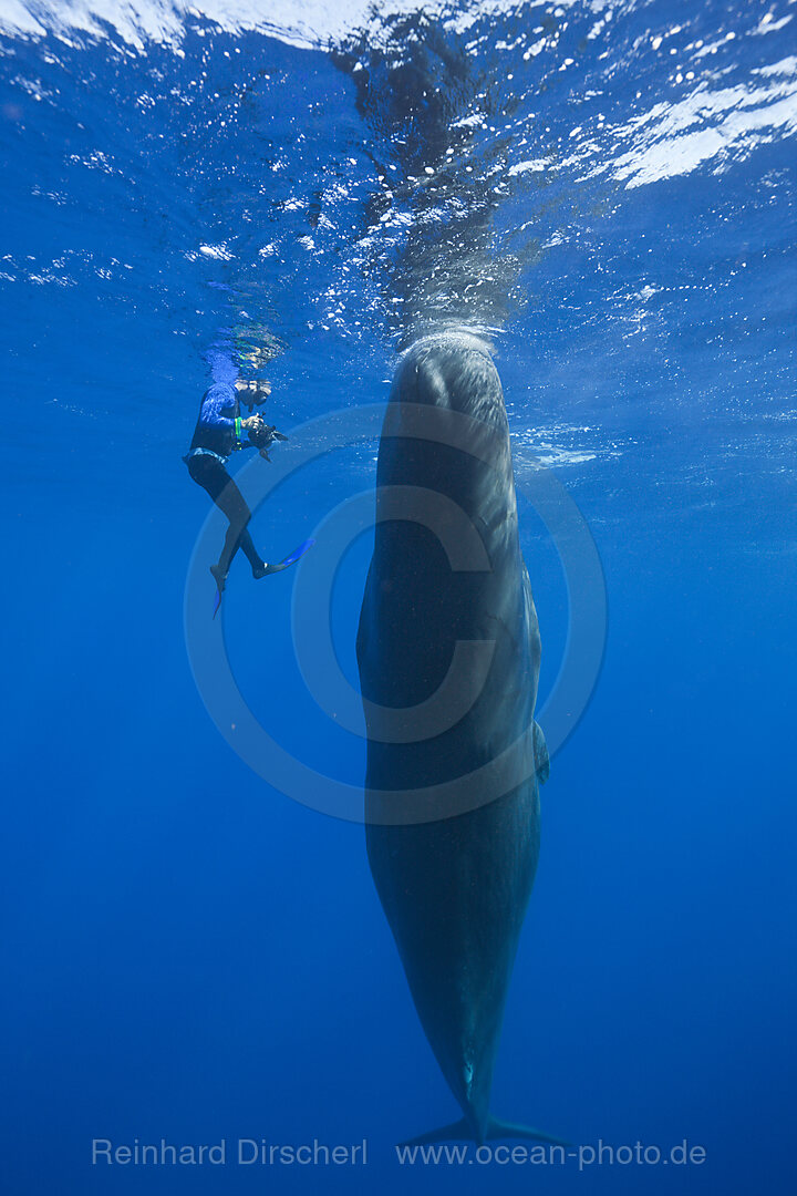 Pottwal und Schnorchler, Physeter macrocephalus, Karibik, Dominica