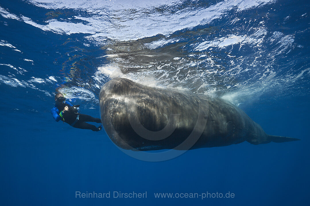 Pottwal und Schnorchler, Physeter macrocephalus, Karibik, Dominica